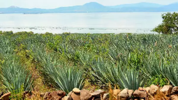 agave_desarrollo