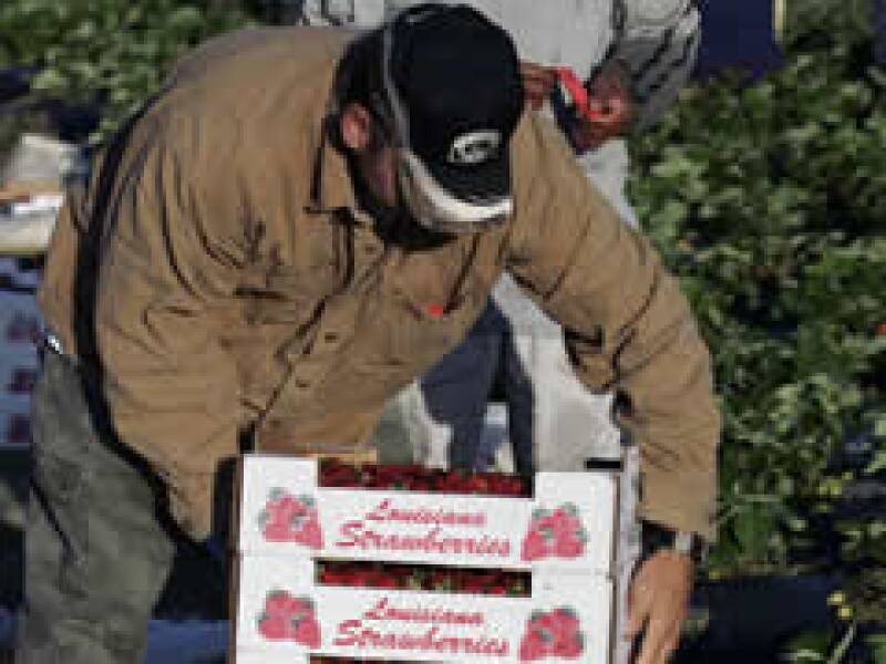 Las fresas entre los productos a los que se les subirá el arancel. (Foto: AP)
