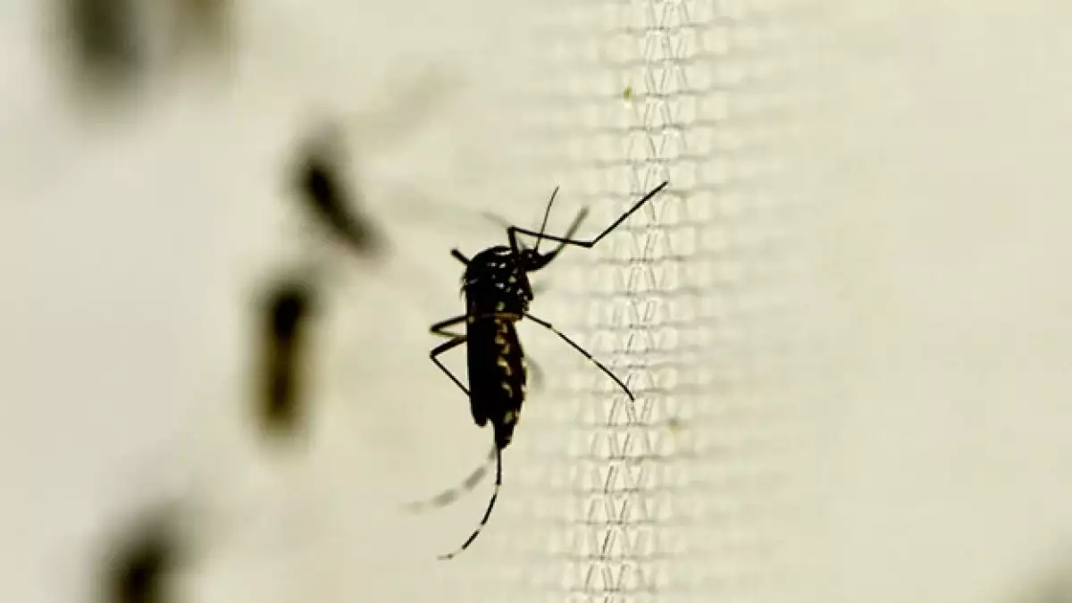 Mosquitos que transmiten la enfermedad del chinkungunya; se tienen registrados más 3,000 casos en el país