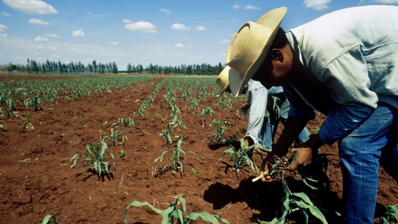 campo mexicano