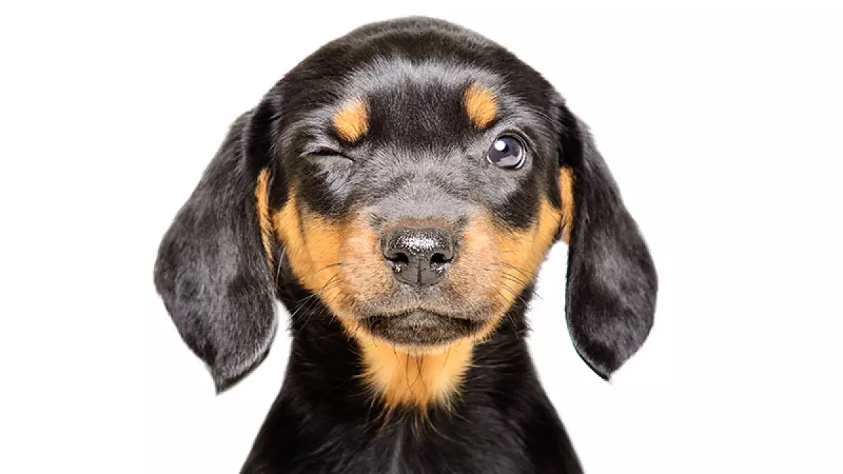 Perro