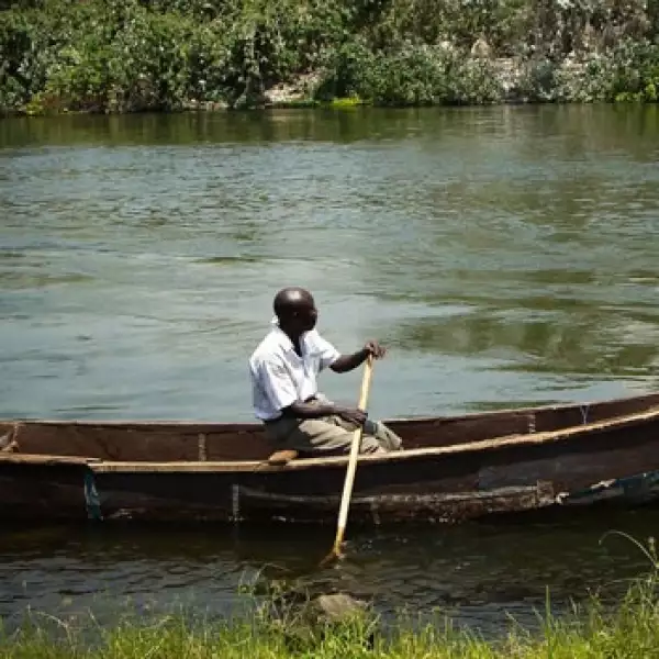 Uganda bananas agricultura plaga 04