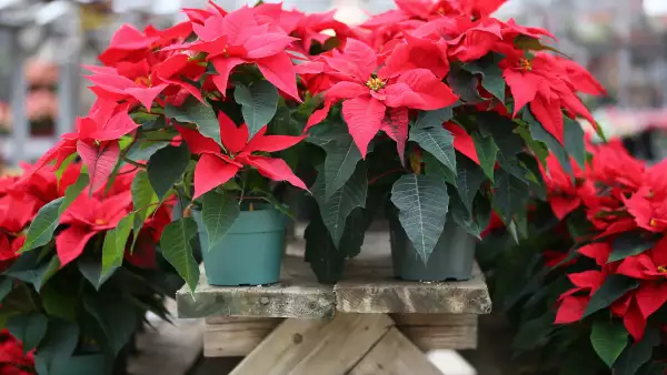El festival de flores de nochebuena estará en Reforma, donde habrá venta de estas plantas. 