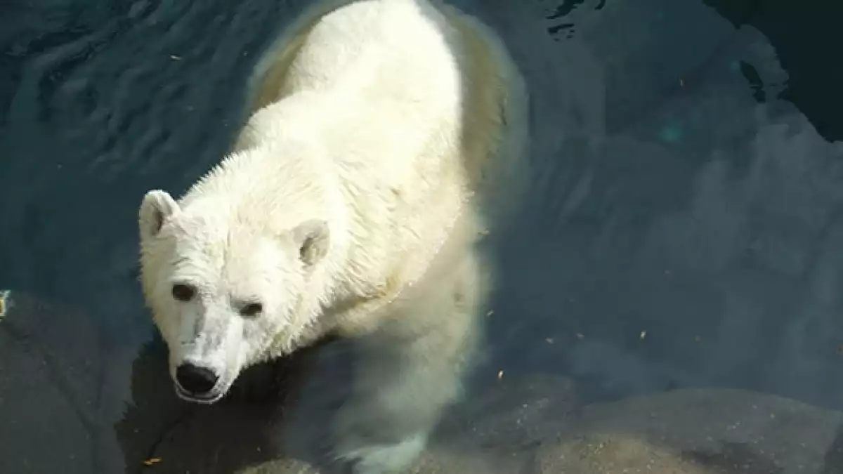 osa polar