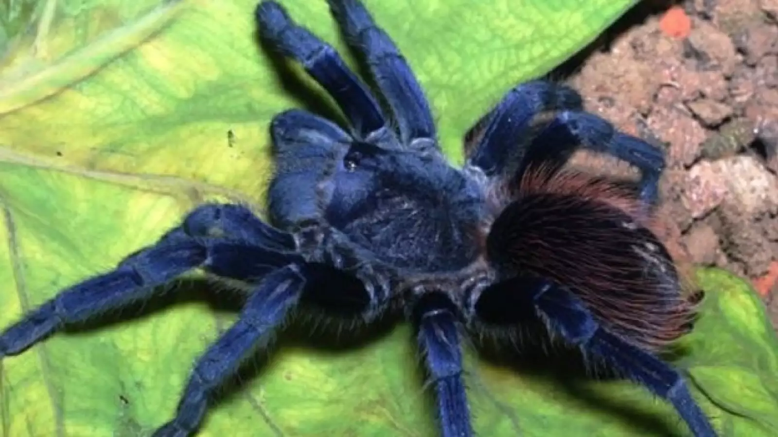 tarantula