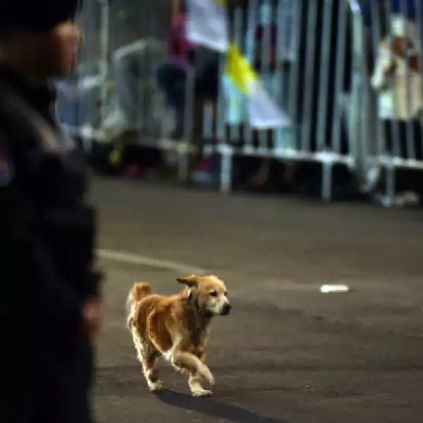 Un perro corre por una de las avenidas que el papa recorrerá en su camino a la Nunciatura.