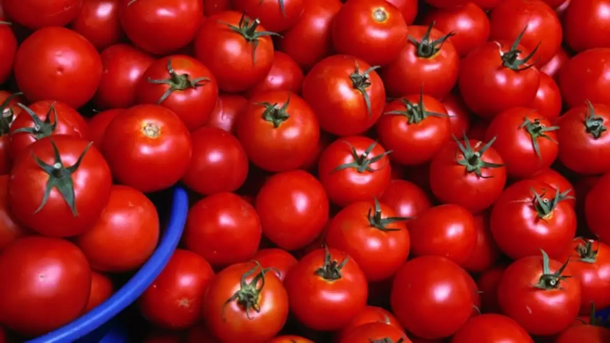 tomates rojos y bonitos