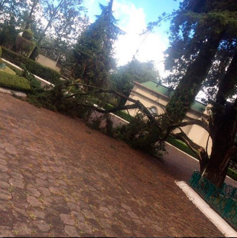En la locación se registraron caídas de árboles.