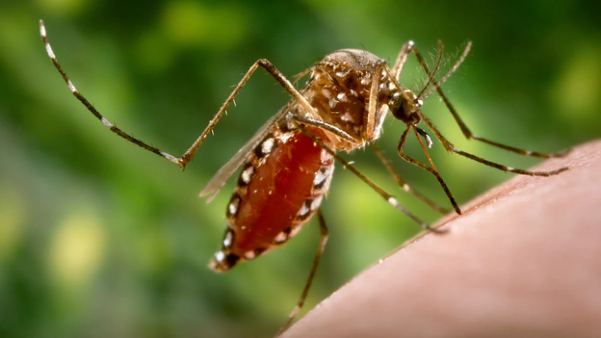 mosquito dengue