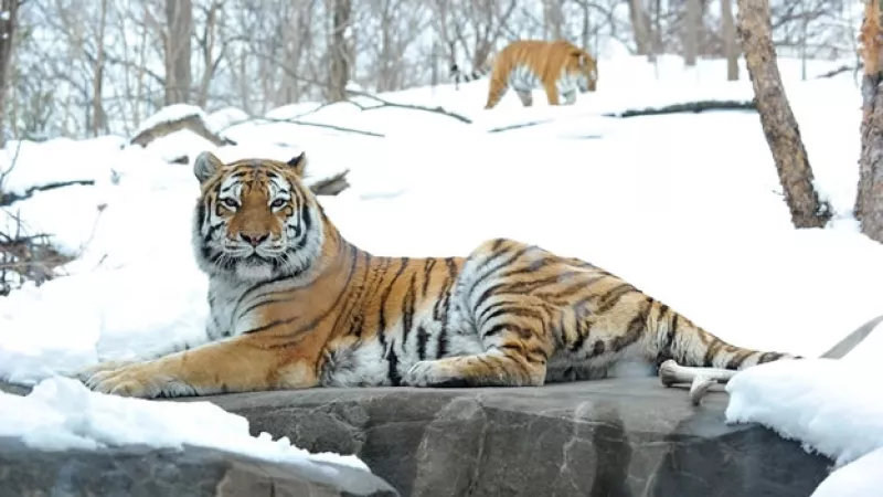 tigre zoológico bronx