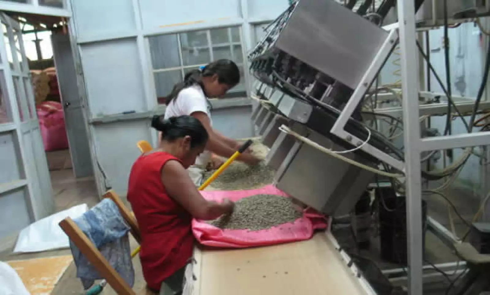 El café es seleccionado por mujeres de la zona.