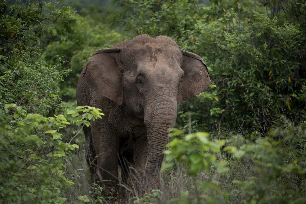 elefante-asiatico-habitat