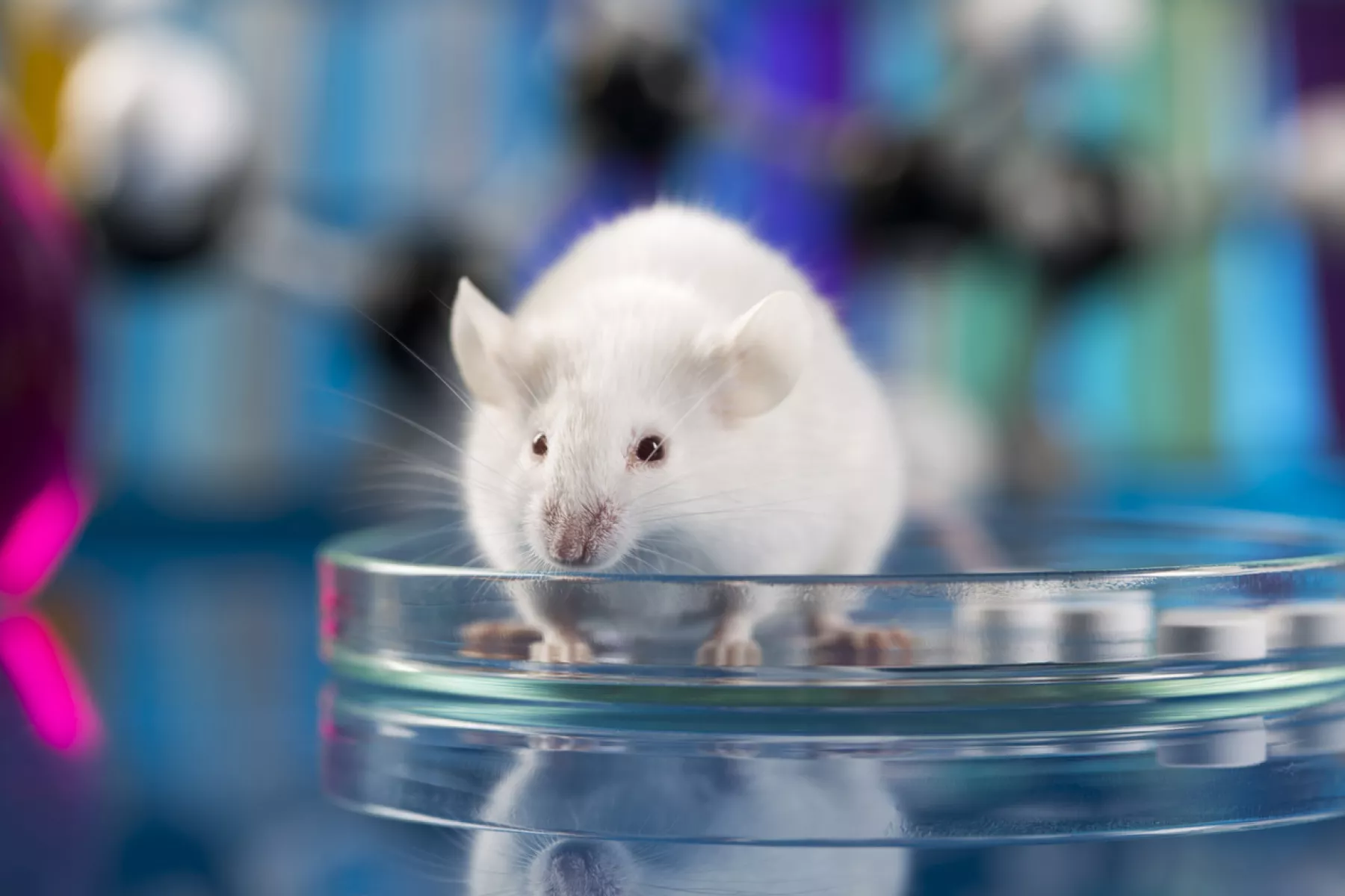 ratón de laboratorio 