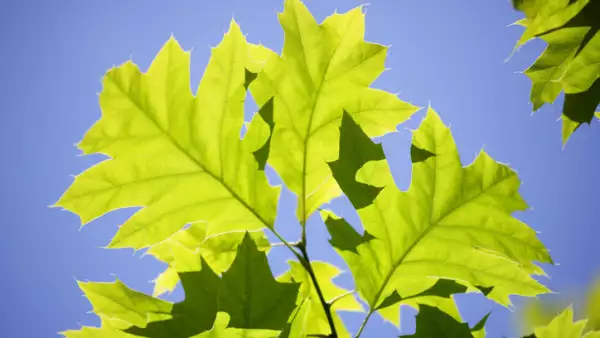 Maple Tree