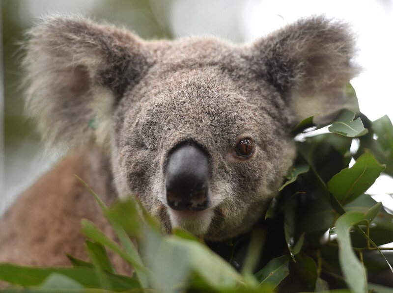 Australia anuncia un programa de millones de dólares para preservar a los koalas