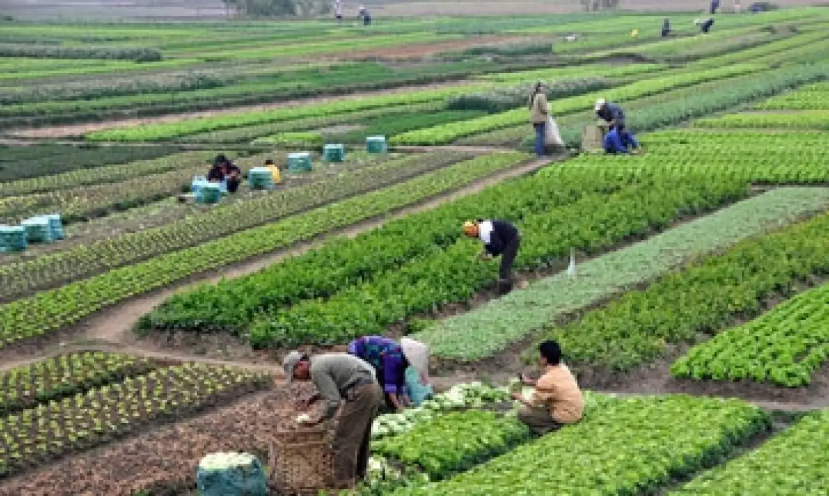 agricultores