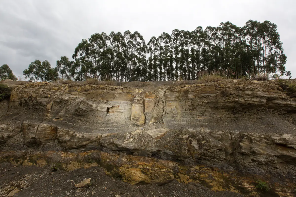 descubren-brasil-bosque