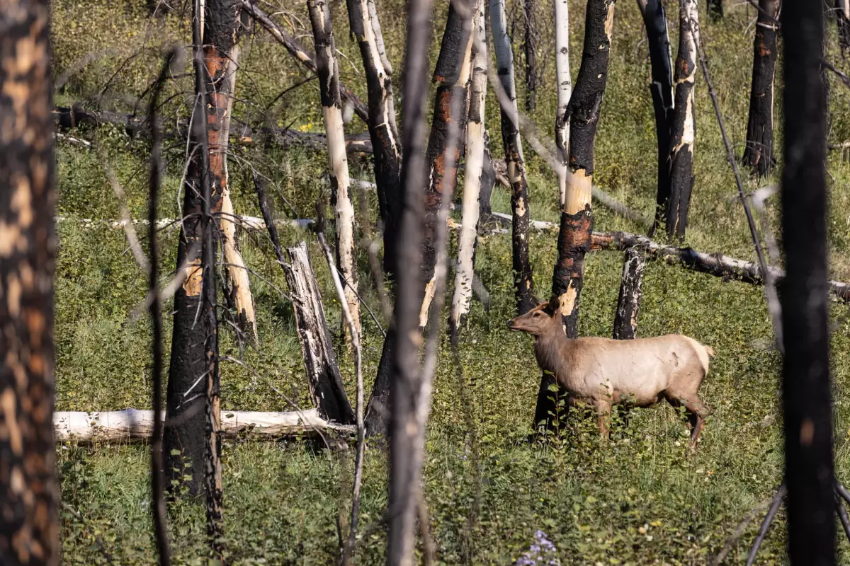 Foto de los bosques de Jasper, en Alberta, Canadá.