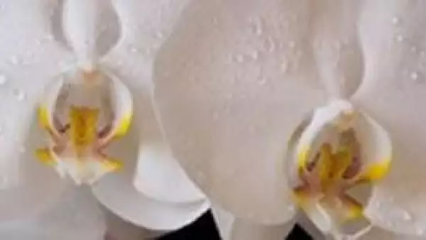 Tulipanes, orquídeas y rosas blancas resaltarán el lugar de la recepción.