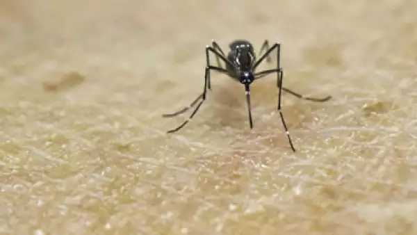 El mosquito transmisor del virus se ha propagado por gran parte de América Latina. (Foto: AFP)