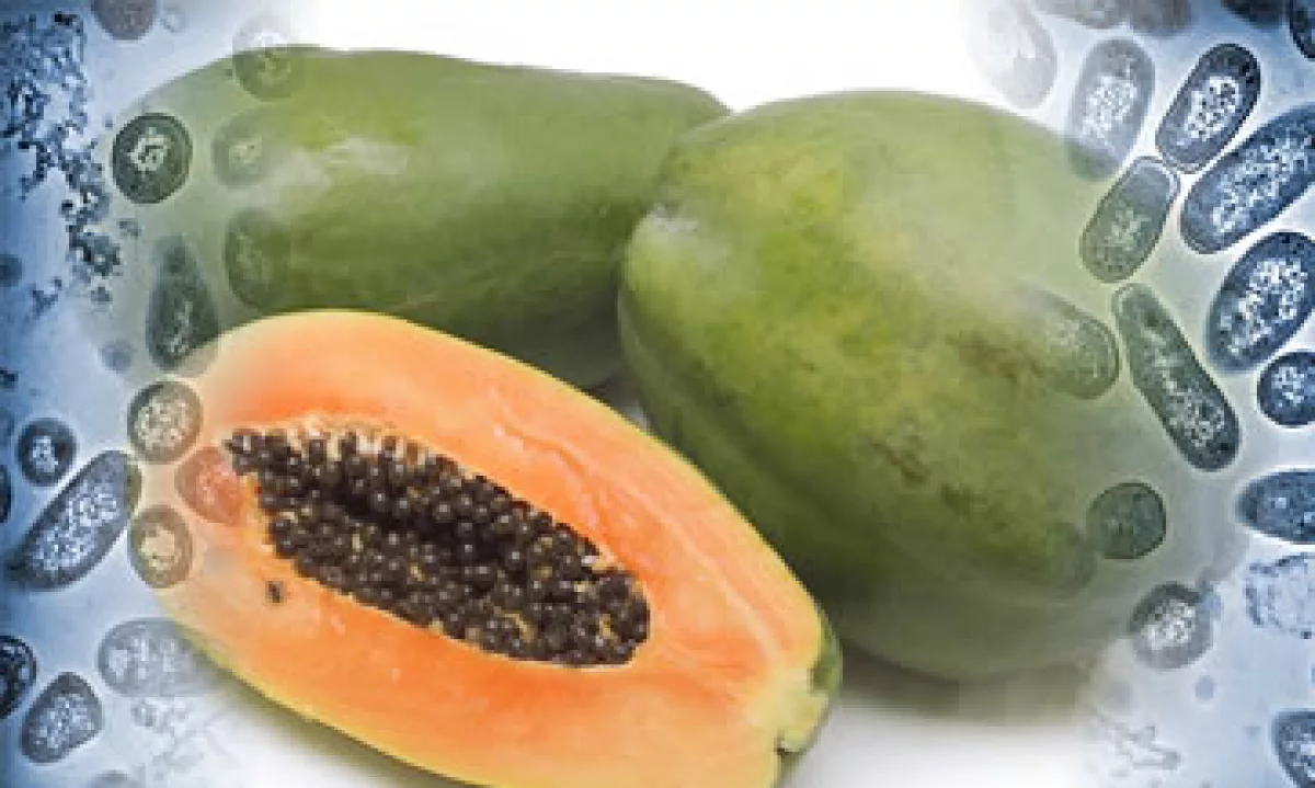 Las autoridades hallaron la cepa de salmonela en dos muestras de papaya recolectadas en Agromod. (Foto: Especial)