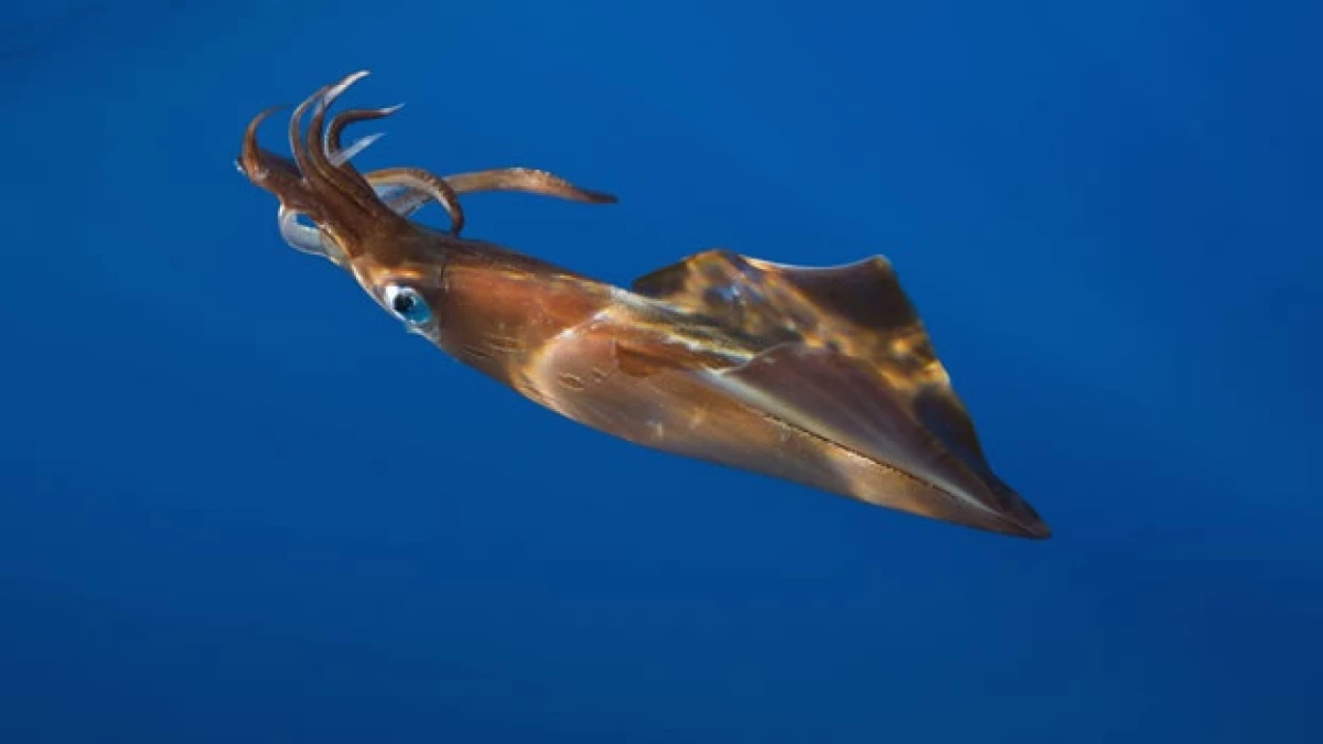 calamar oceano especies