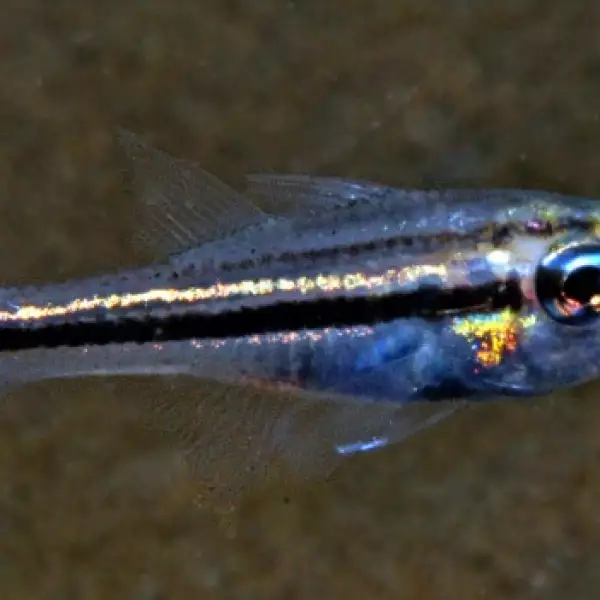 bali, peces, arrecife, especies