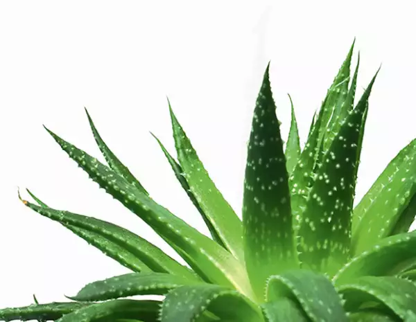 El aloe vera es un excelente remedio para el ardor y el dolor de las quemaduras de sol.