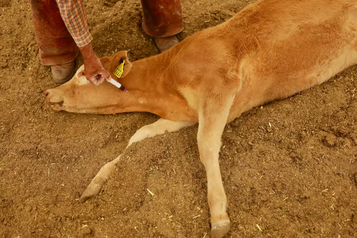Crisis en el ganado mexicano por la plaga del gusano barrenador.