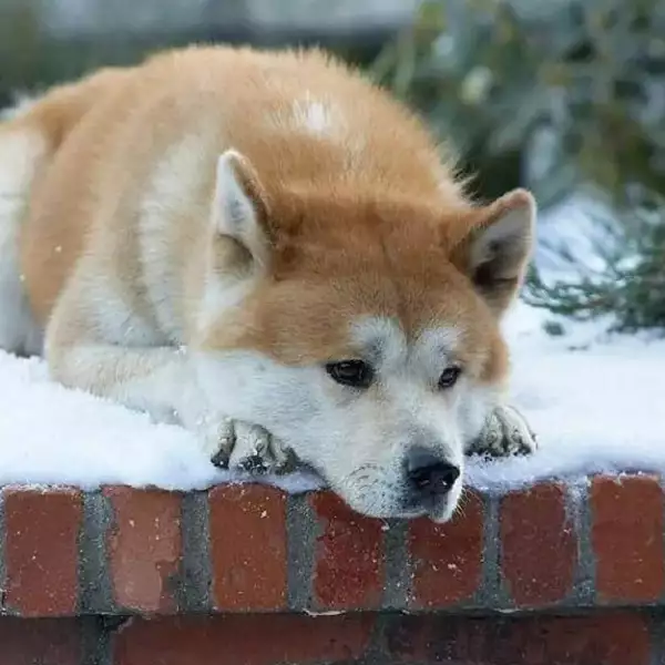 dia-mundial-perro-hachiko