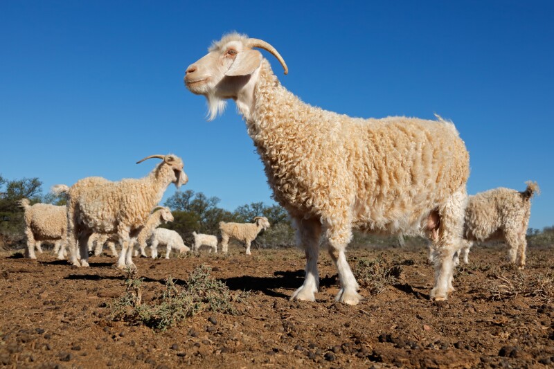 Maltrato animal