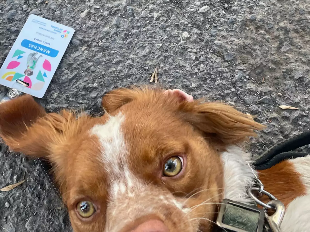 Manchas y su trabajo