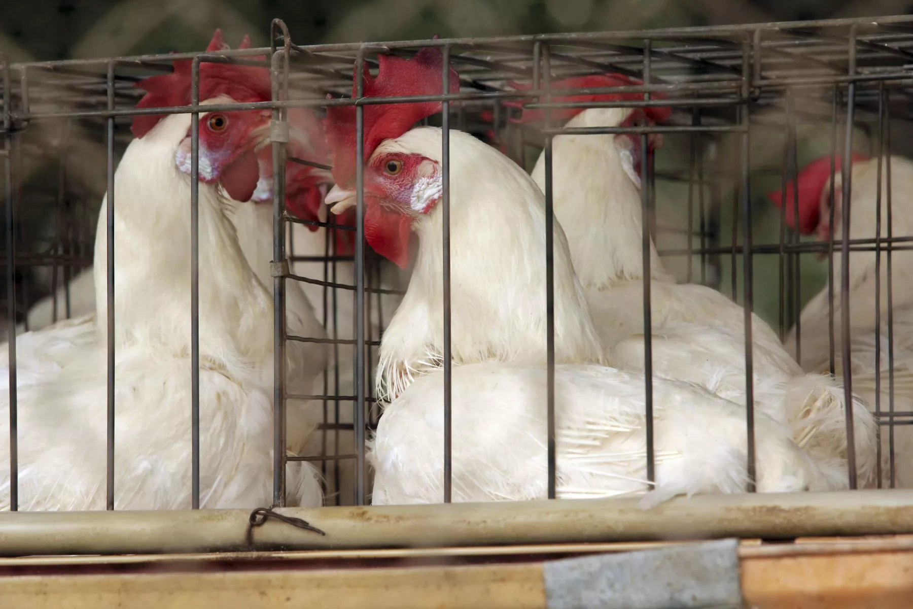 Paciente en México no murió por gripe aviar H5N2, aclara la OMS y Secretaría de Salud
