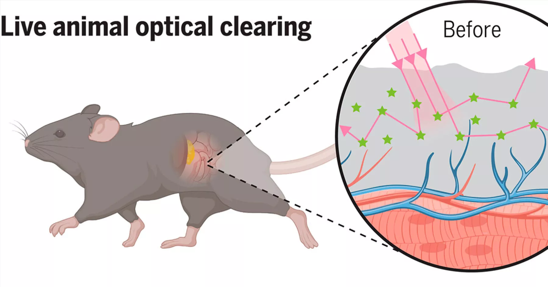 ¿Ratones invisibles? Crean pomada que hace la piel transparente
