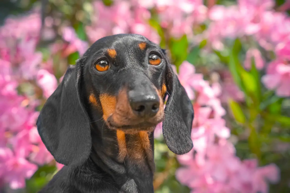 Portrait of dog, puppy in park against background of pink flowers, oleander