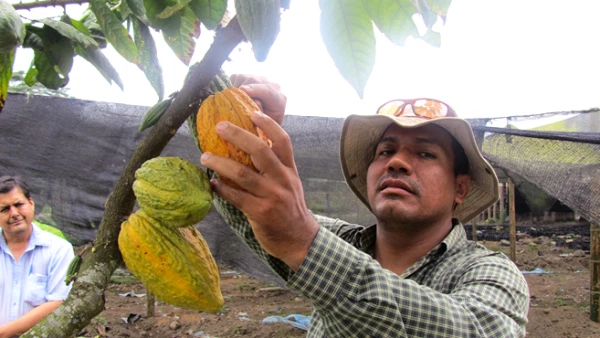 La mayor�a de los productores de cacao nunca hab�an probado el chocolate a partir de sus propios granos.