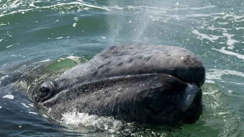 ballena gris