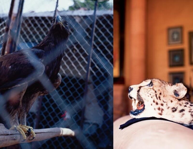 Los animales reciben todos los cuidados para su perfecta conservación.