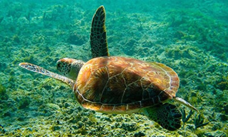 Las aguas de Akumal contienen una gran diversidad de especies marinas. (Foto: tomada de Facebook/Riviera Maya)