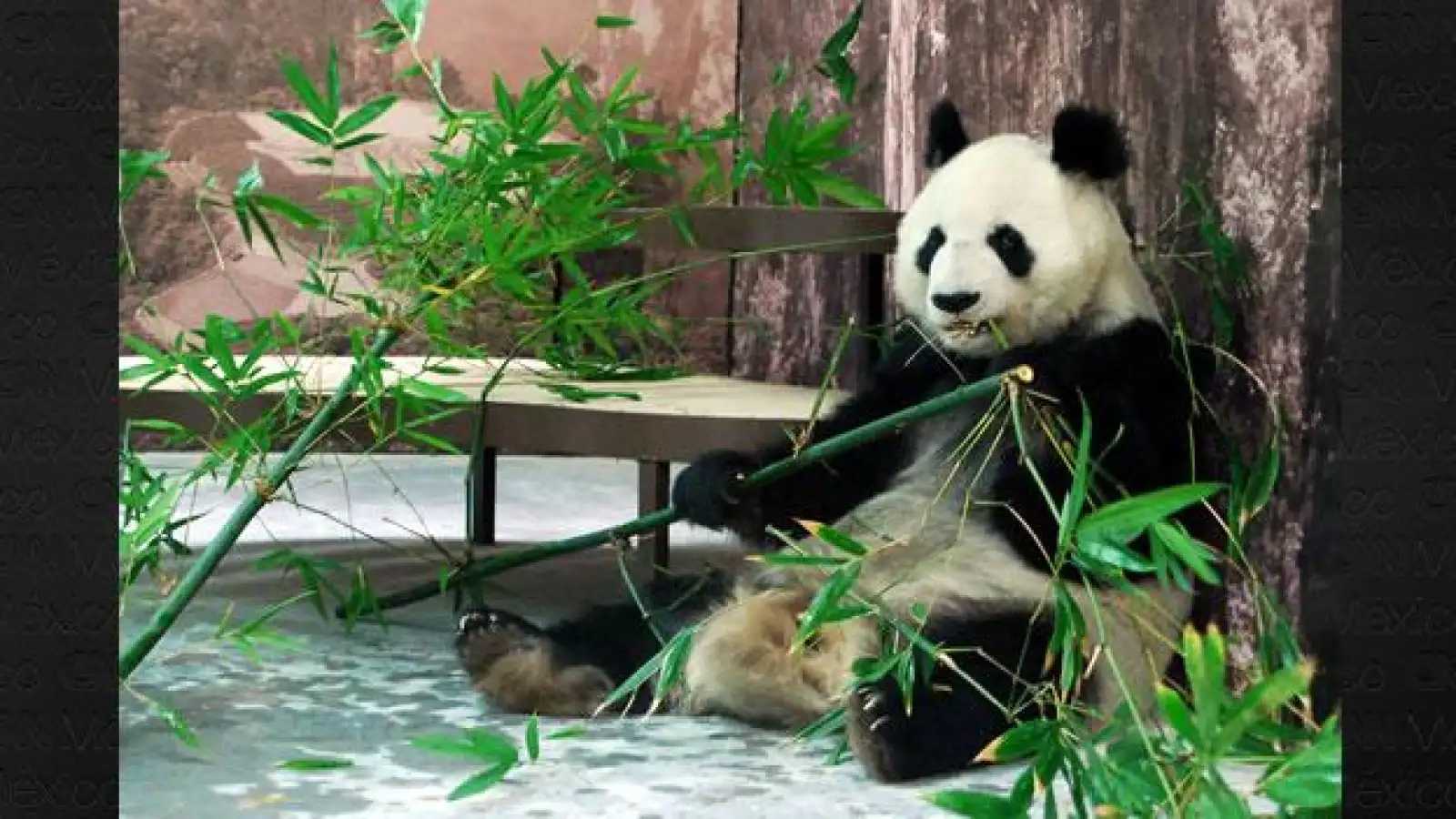 Panda Shuan Shuan