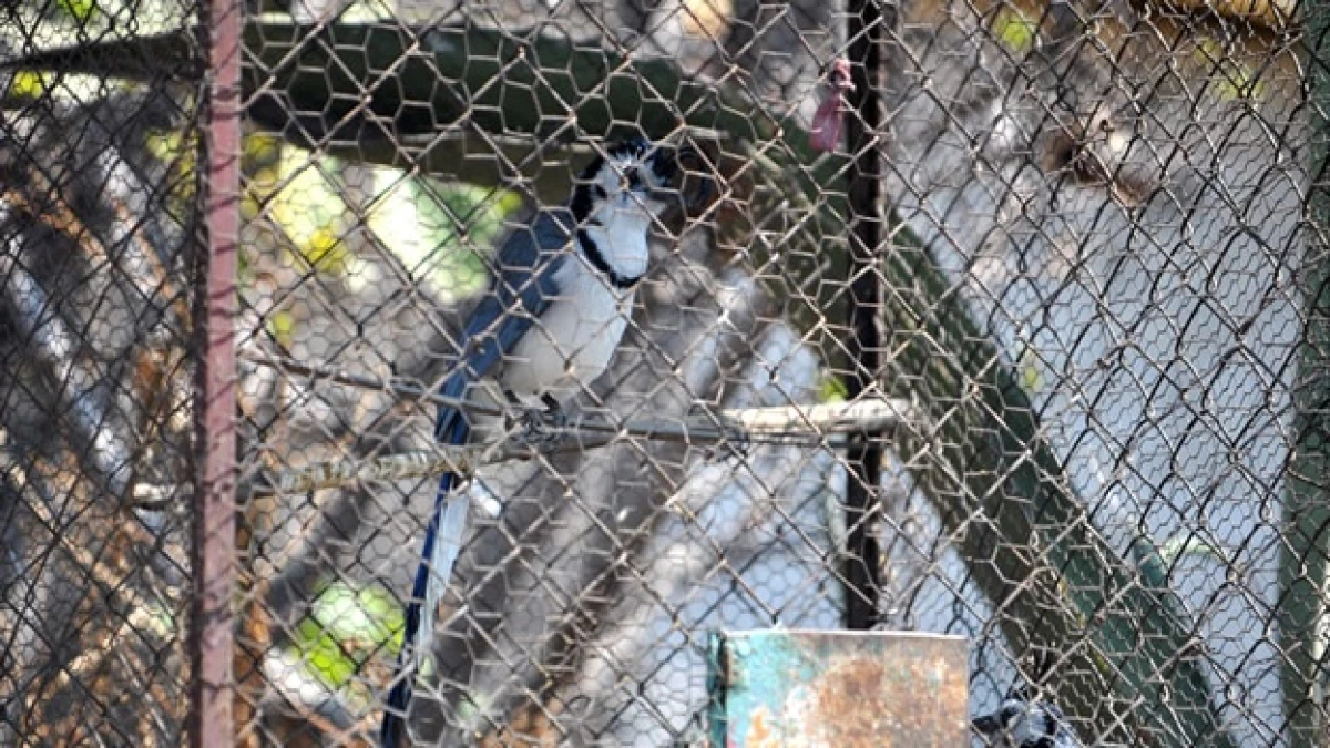 decomiso de animales exoticos en los reyes coyoacan