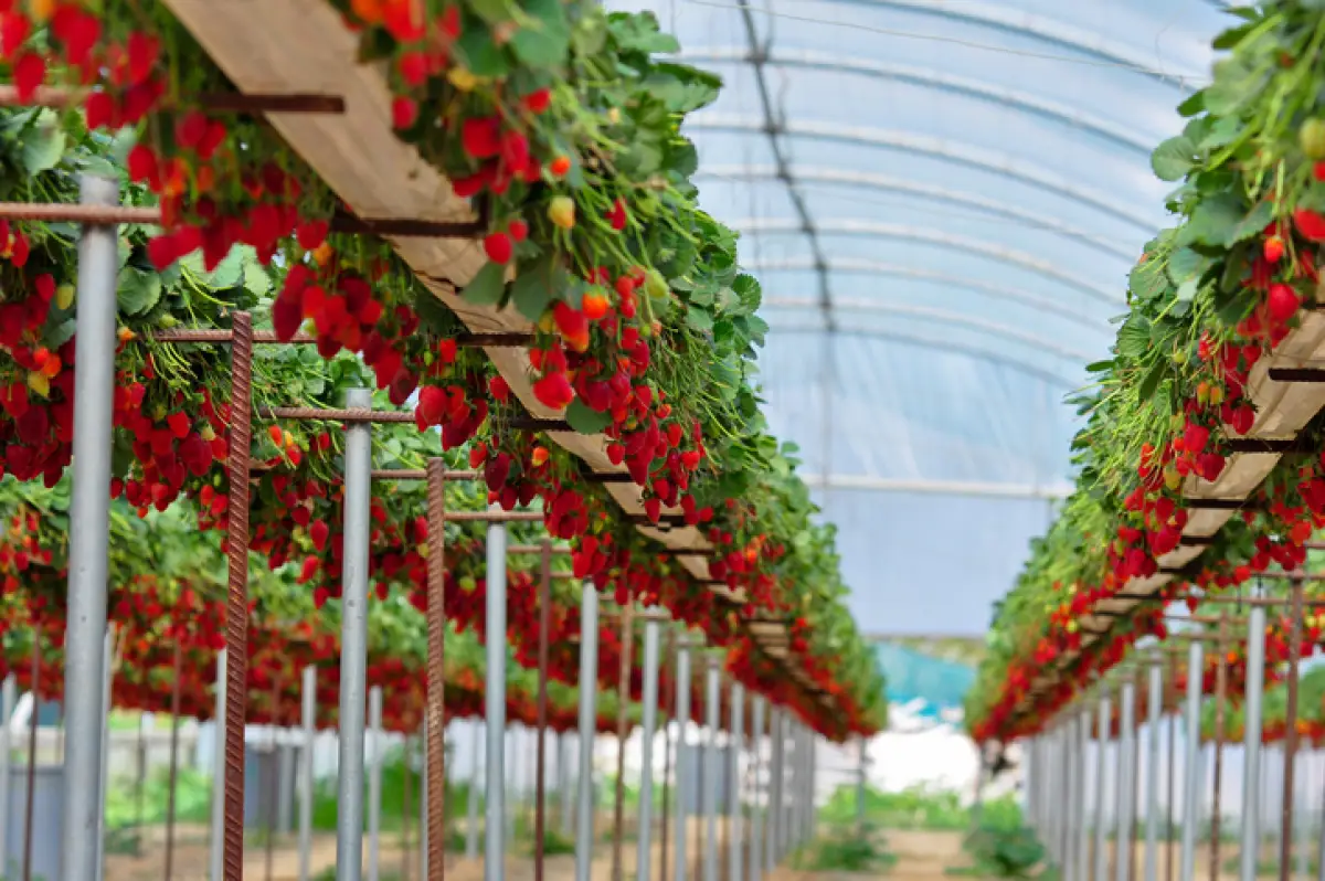 agricultura regenerativa