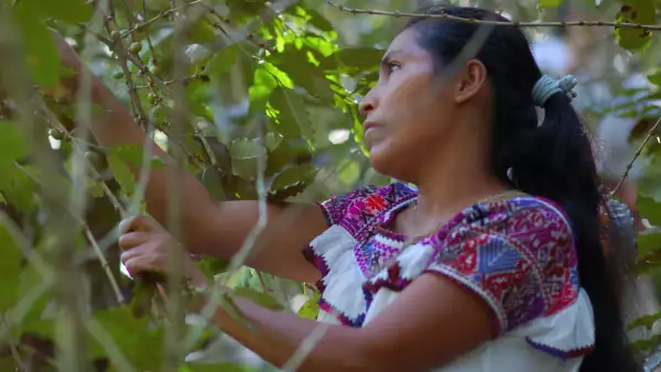 Campesina Harvesting Coffee