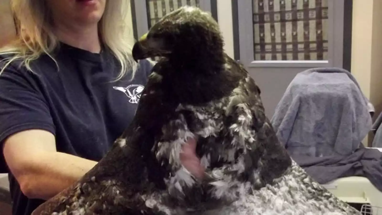 Un águila sobrevive a un incendio