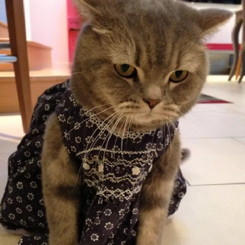 La diseñadora compartió en su cuenta de Instagram la fotografía de este hermoso Shar Pei que se une al famoso y fashionista clan.