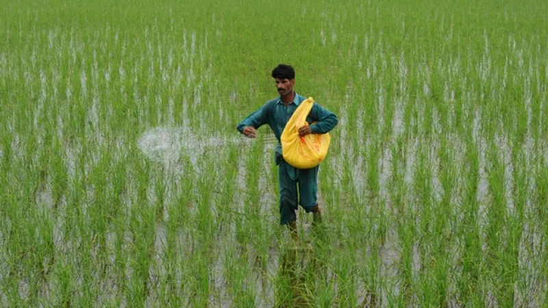 un hombre siembra arroz en pakistan