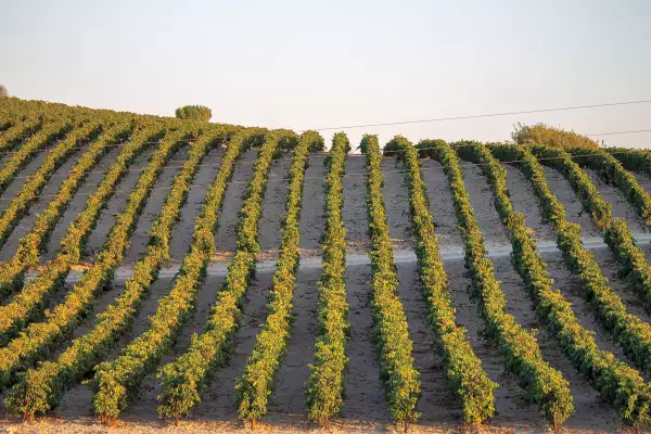 frutos-de-la-vid