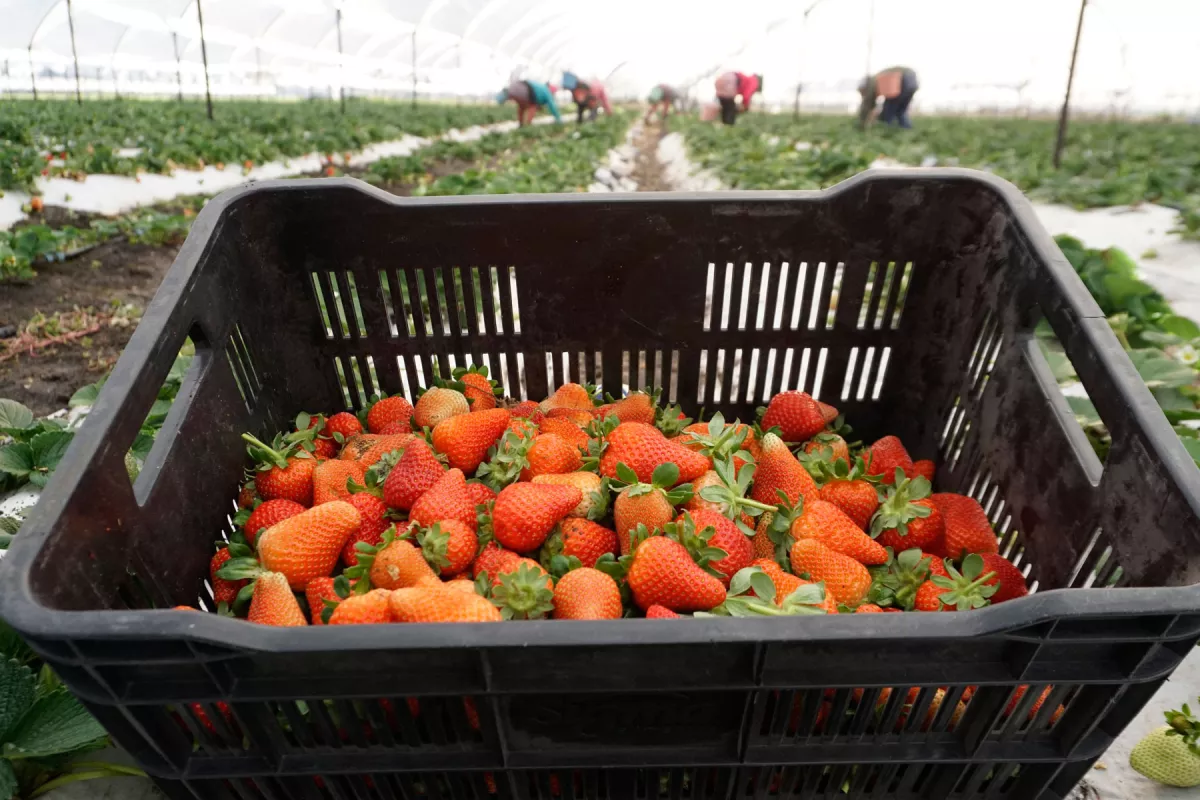 México enfrenta un nuevo riesgo comercial: la fresa está bajo investigación antidumping en EU 