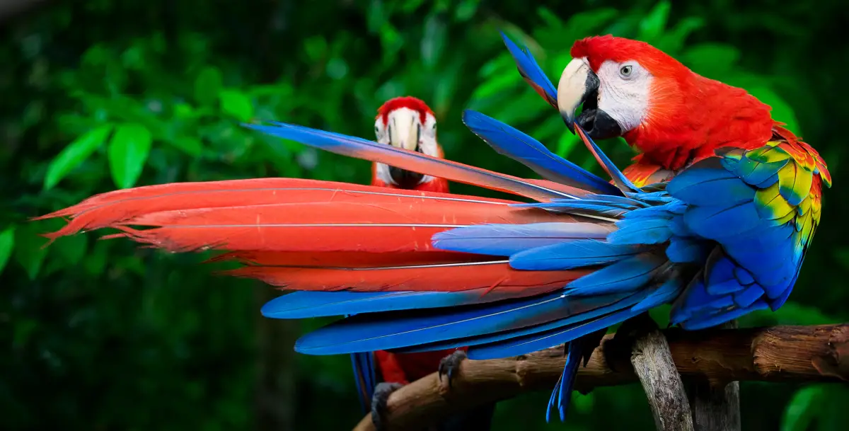 Dos guacamayas paradas en un árbol. 