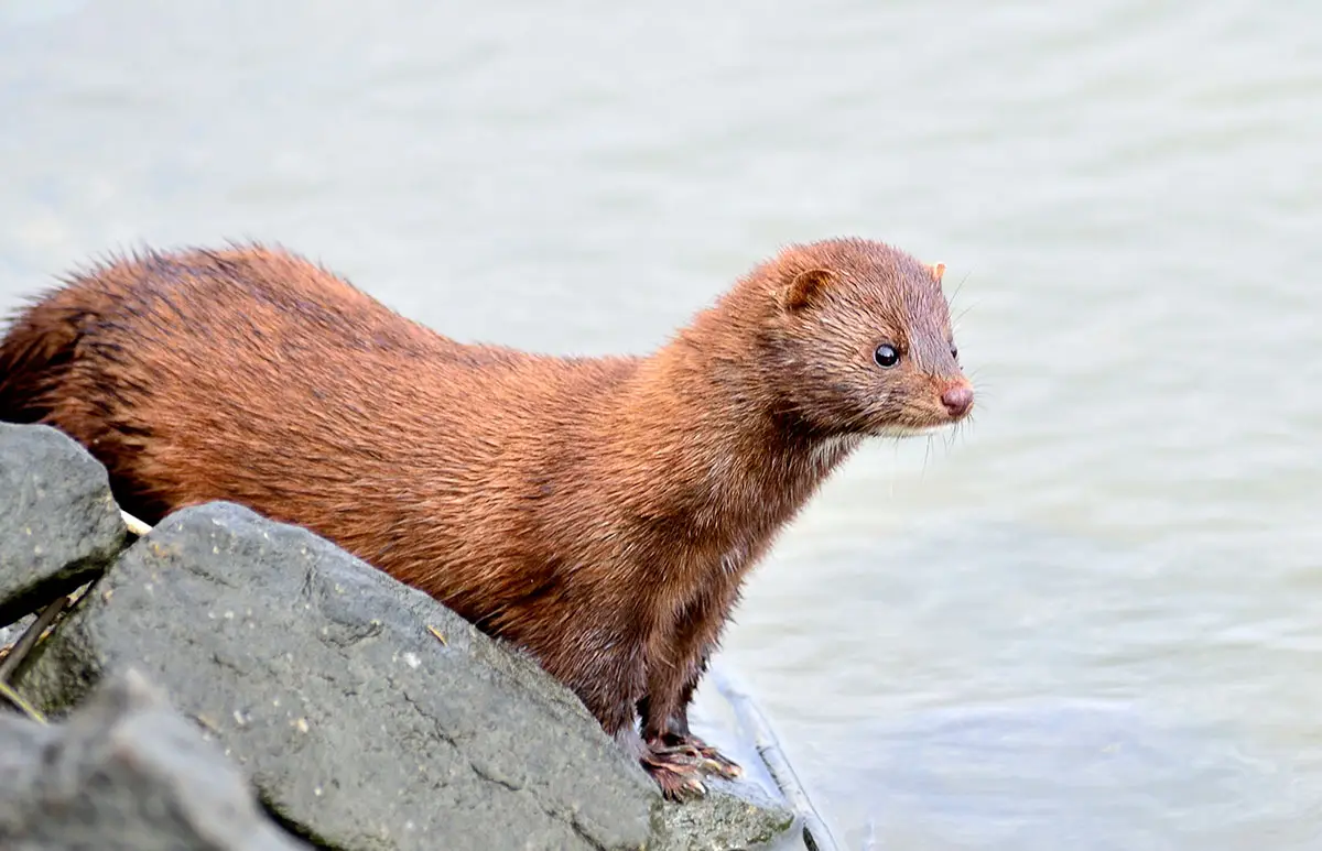 mink-vison.jpg